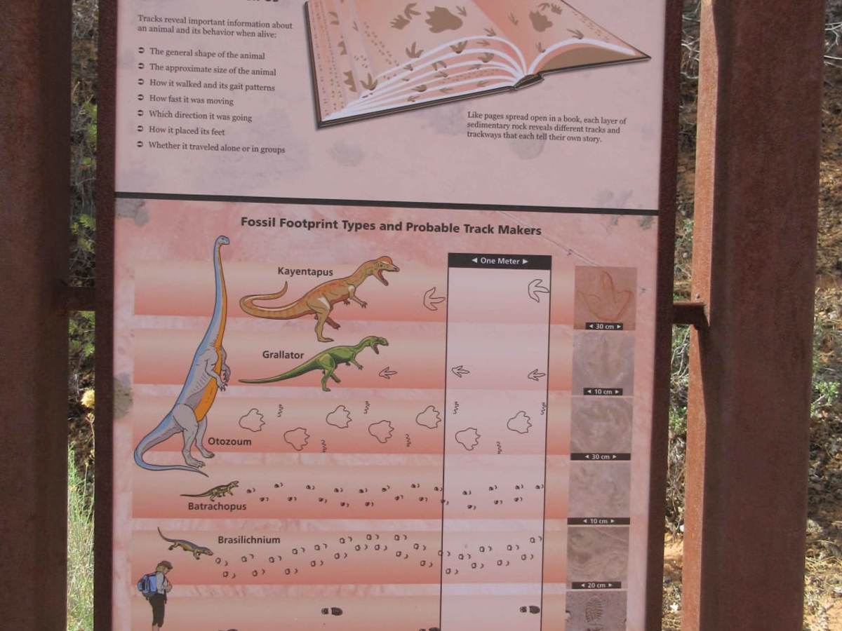Dinosaur Tracks Loop photo 5
