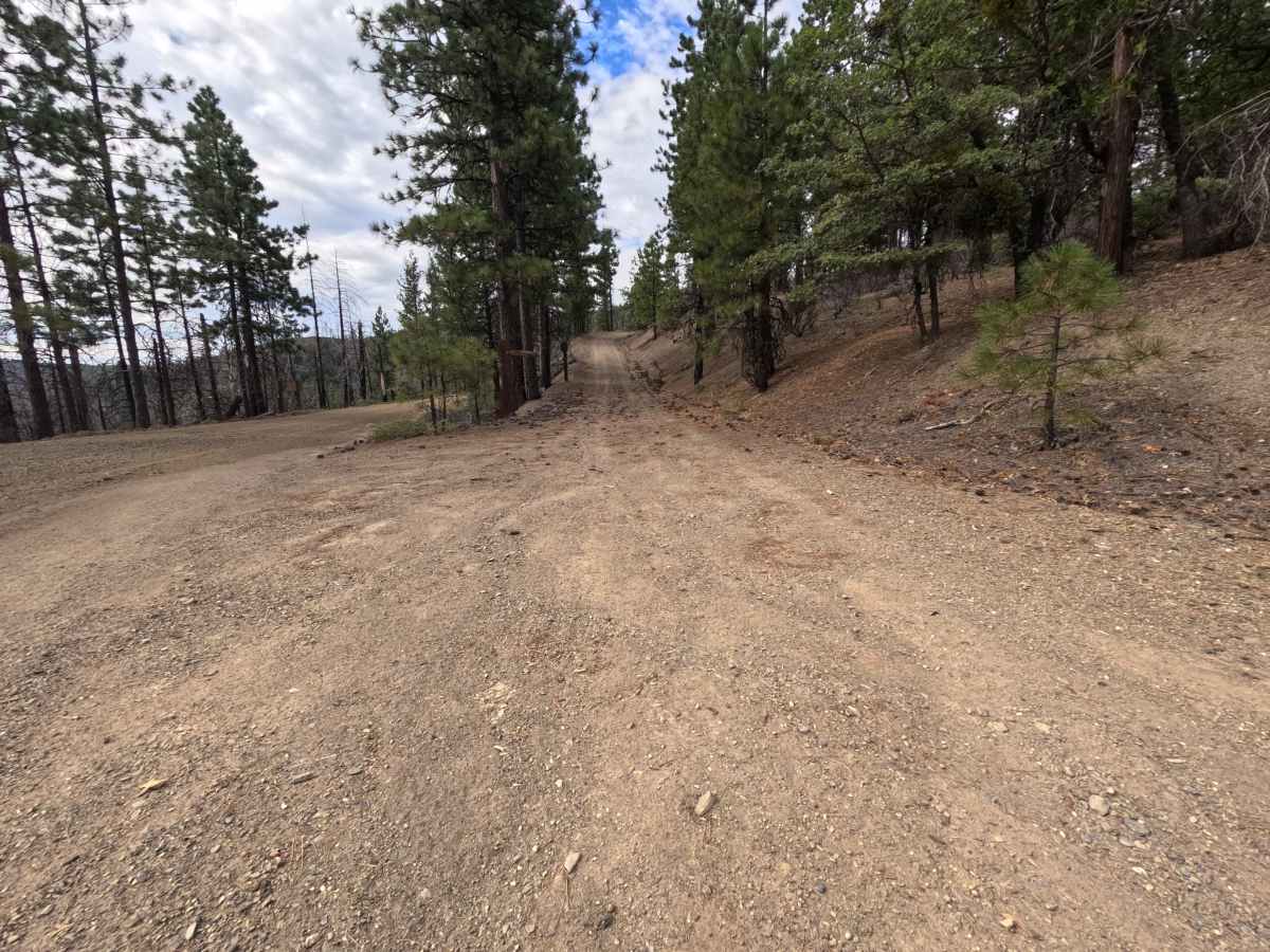 Ivory Mill Adm - FS 20N45 trail photo