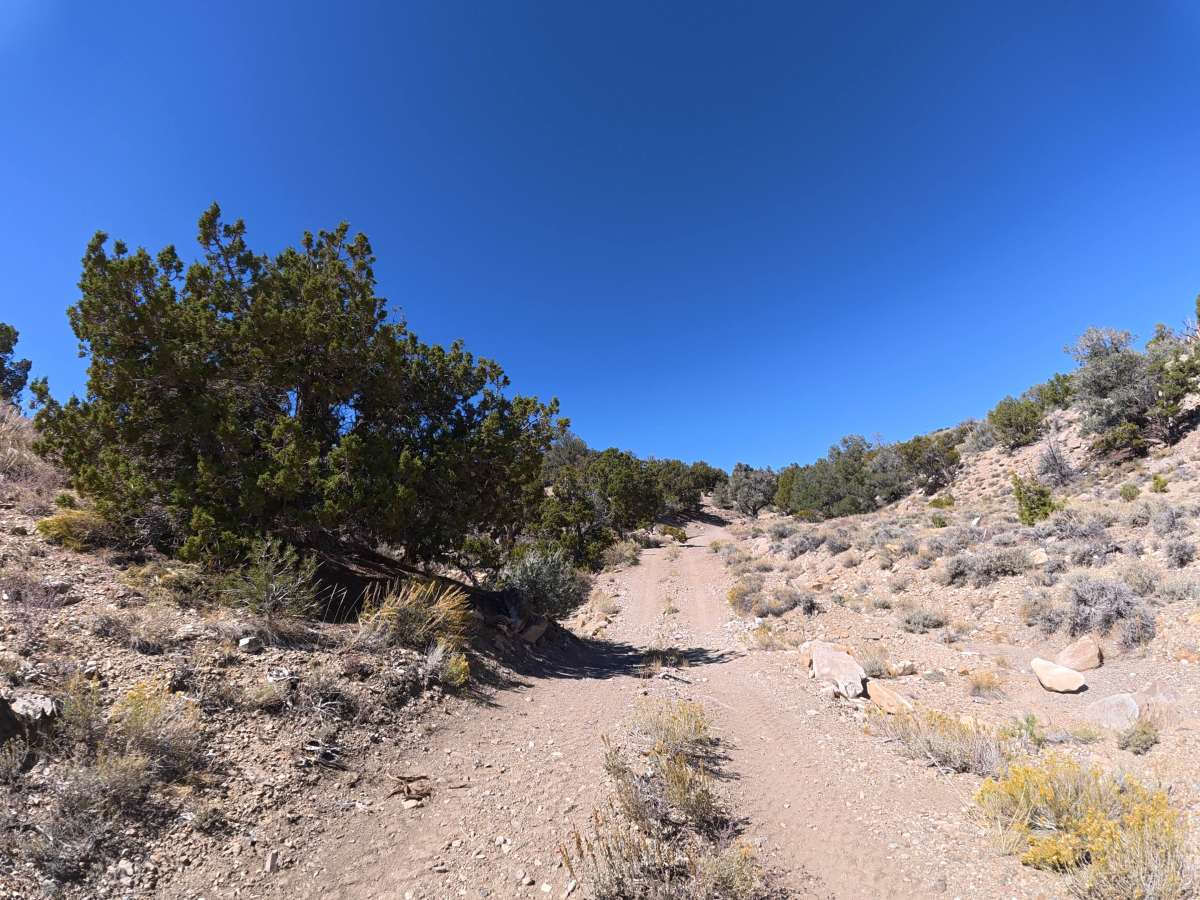 FS 9S109 trail photo