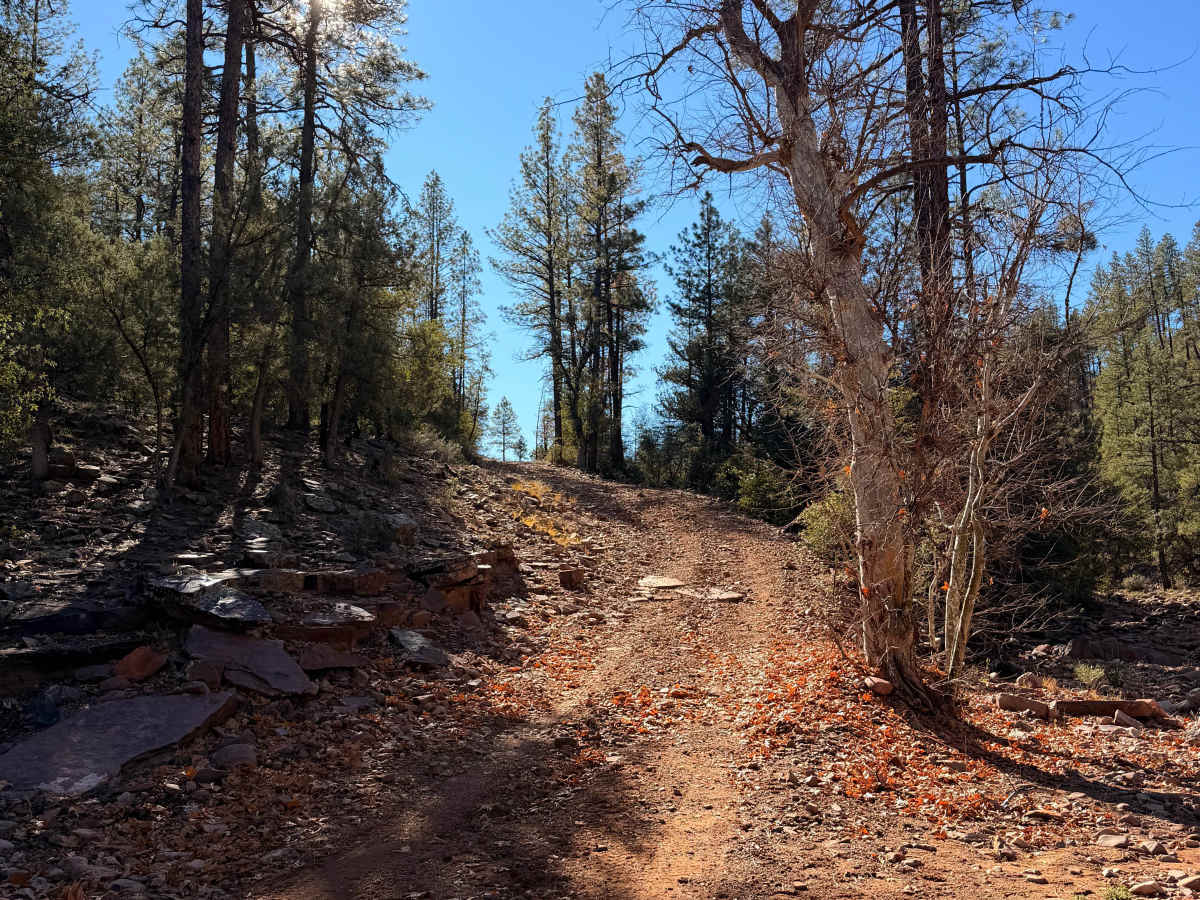Bear Head Springs Segment - FS 609 trail photo