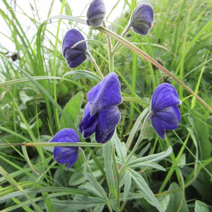 Near North Sister Mountain