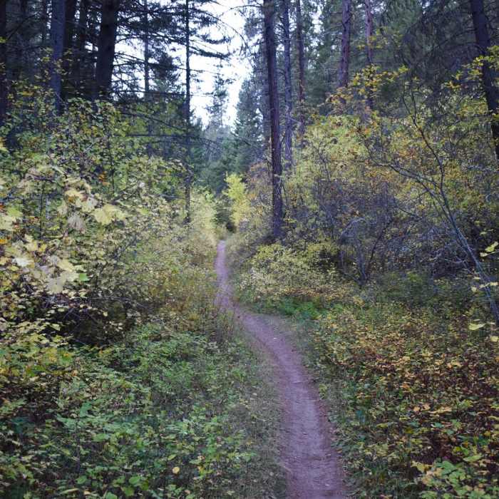 Near Historic Curry Cabin + Sawmill Gulch Loop