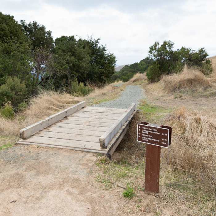 Near Ancient Oaks Trail Near Ancient Oaks Trail