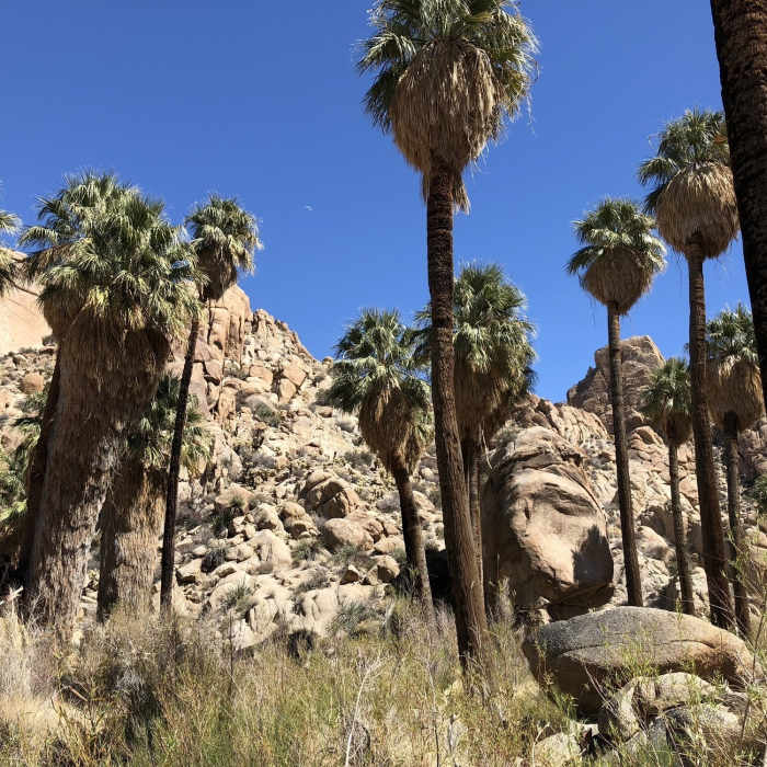 Near Lost Palms Oasis