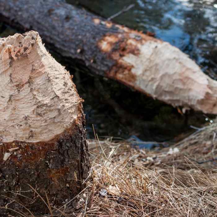 Near Fall River Trail
