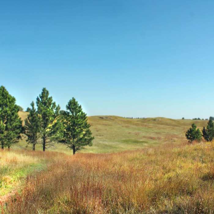 Near East Bison Flats Trail Near East Bison Flats Trail