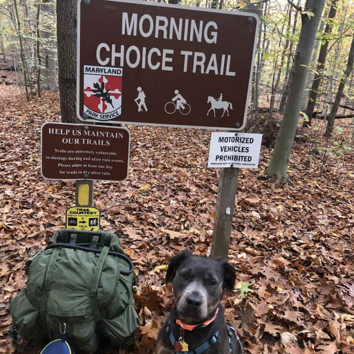 Near Morning Choice Loop