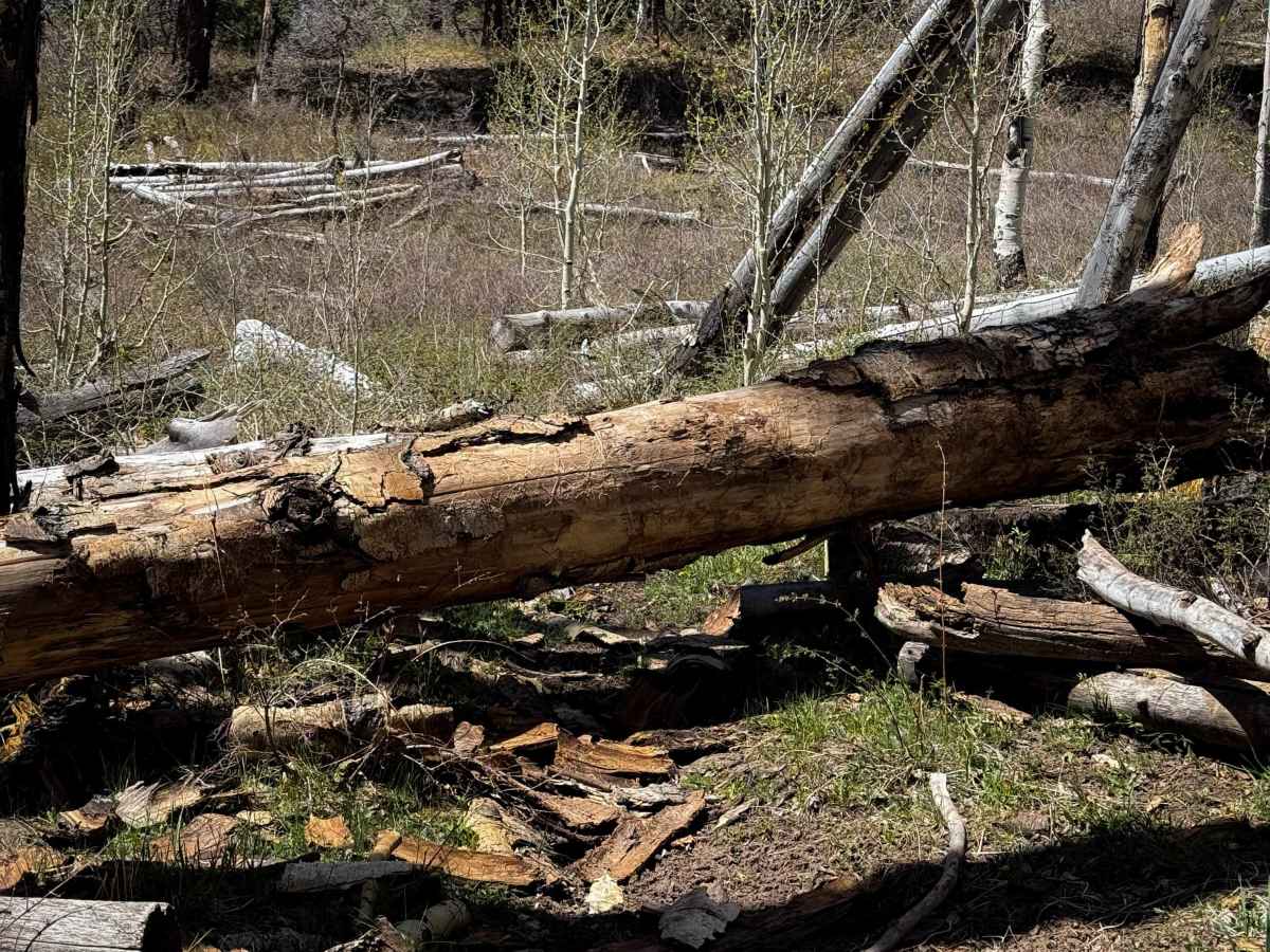 Trust Lands Singletrack  photo 5