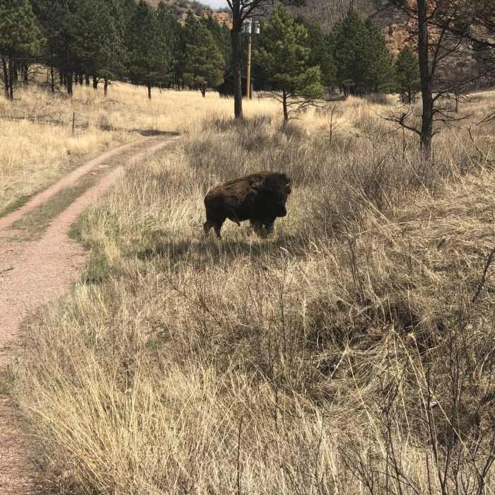 Bison right on the trail! Near Wind Cave Canyon Trail