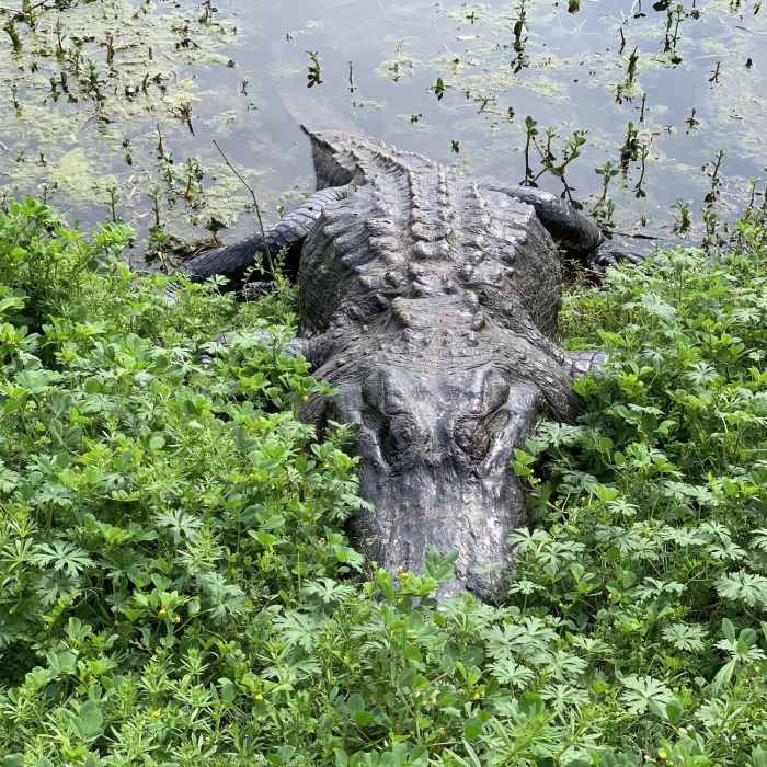 Alligator Near Brazos Bend State Park Figure Eight Loop