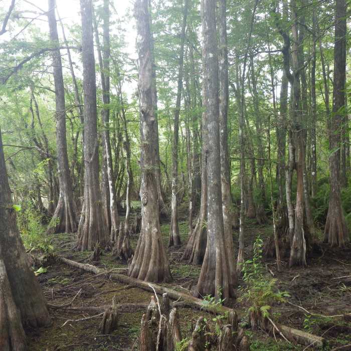 Near Six Mile Cypress Slough