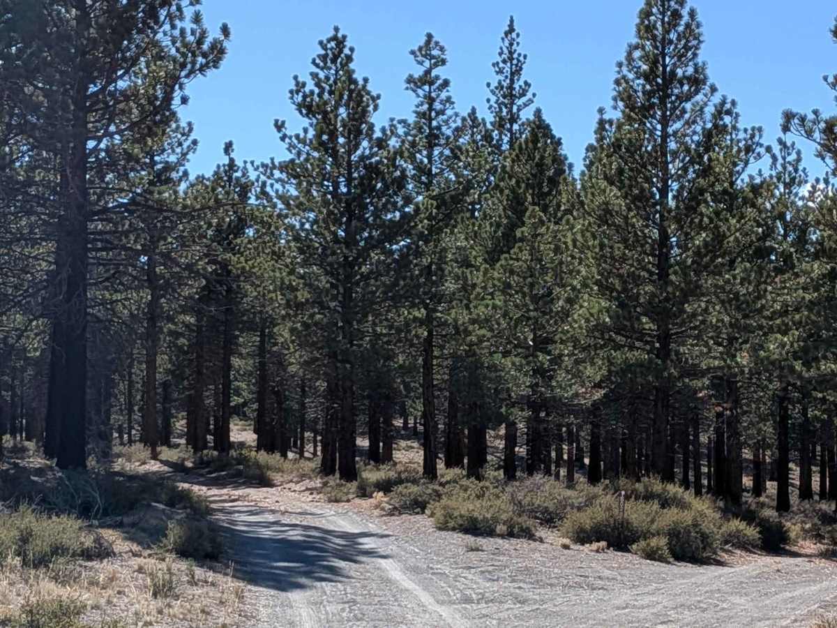 Old Cease Road - FS 1S02 photo 2