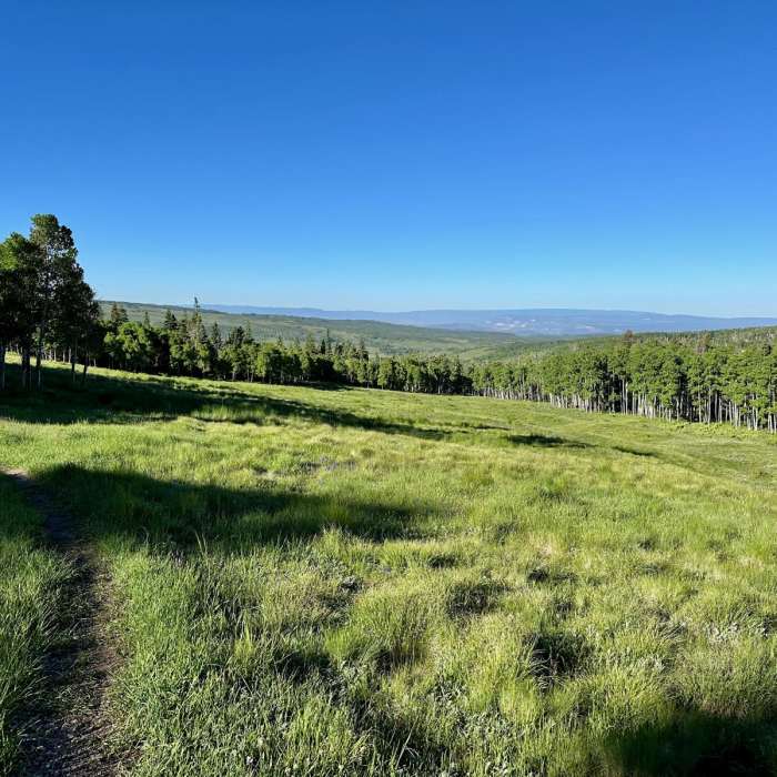 Near CDT: New Mexico Section 29