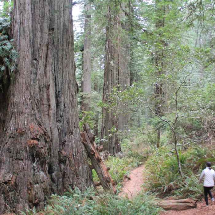 Near Damnation Creek Trail