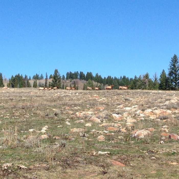Near White Pine Canyon Trail