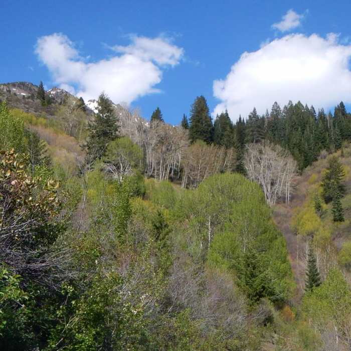 Near Crater Lake, Wallowas