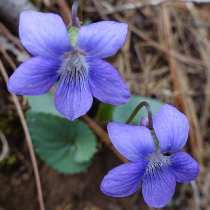 Near Blood Mountain Loop