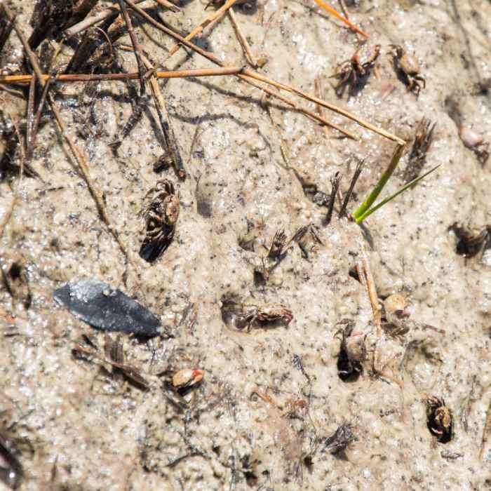 Near Sandpiper Loop Nature Trail