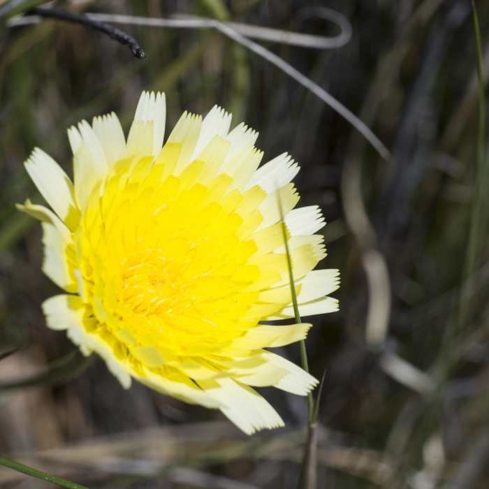 Near Lost Horse Mine Loop Near Lost Horse Mine Loop