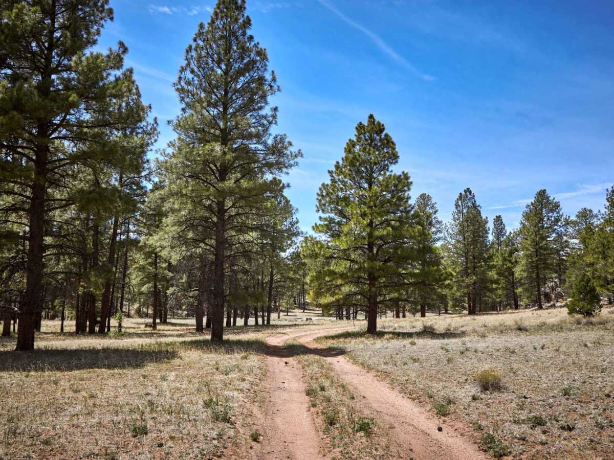 Dry Runoff Track (2762) photo 3