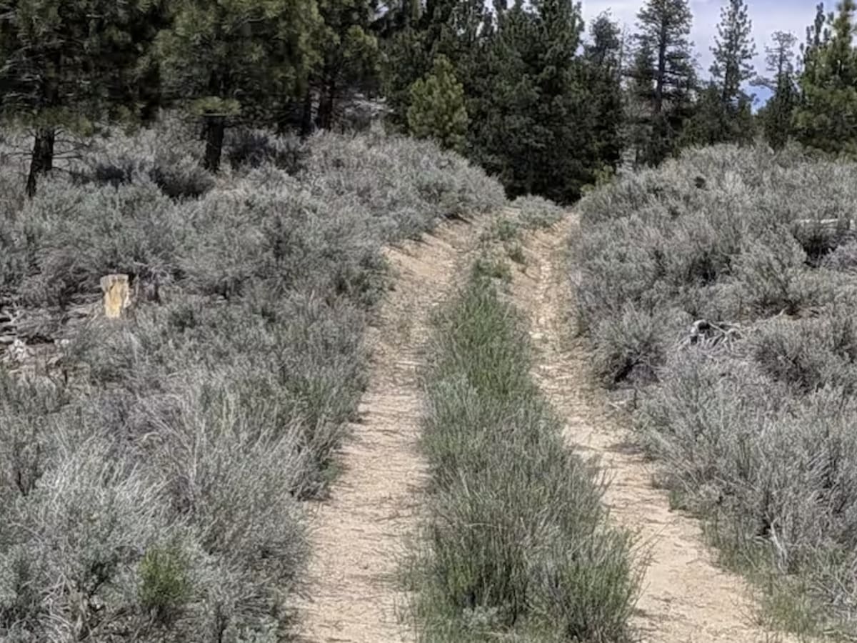 Taylor Creek - FS 24S43 trail photo