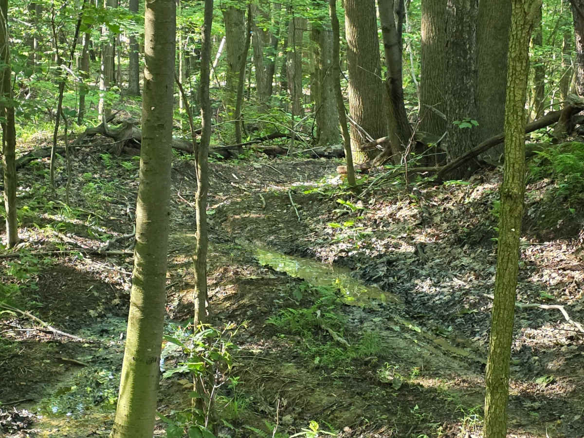 Single Track C4 photo 3