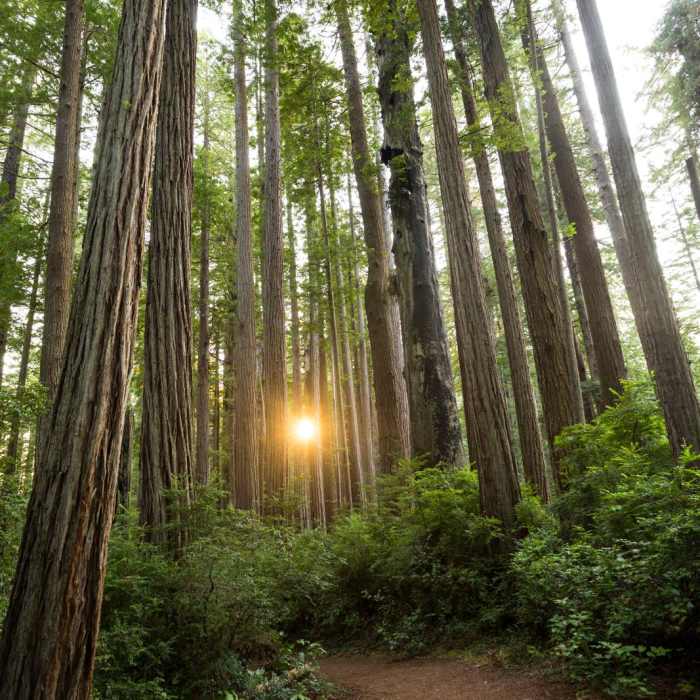 Near Miner's Ridge Trail, Prairie Creek to Gold Bluffs Beach