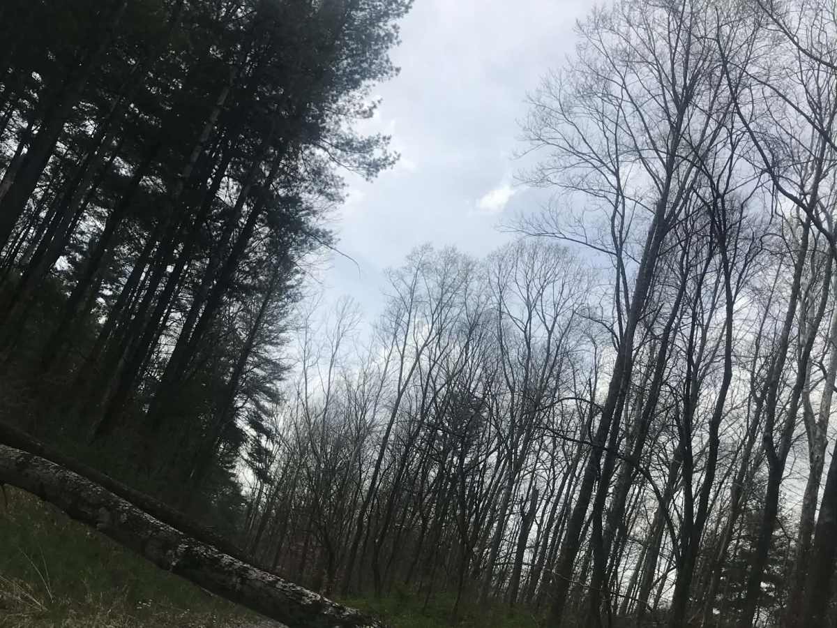 Stone Church Hollow  photo 6