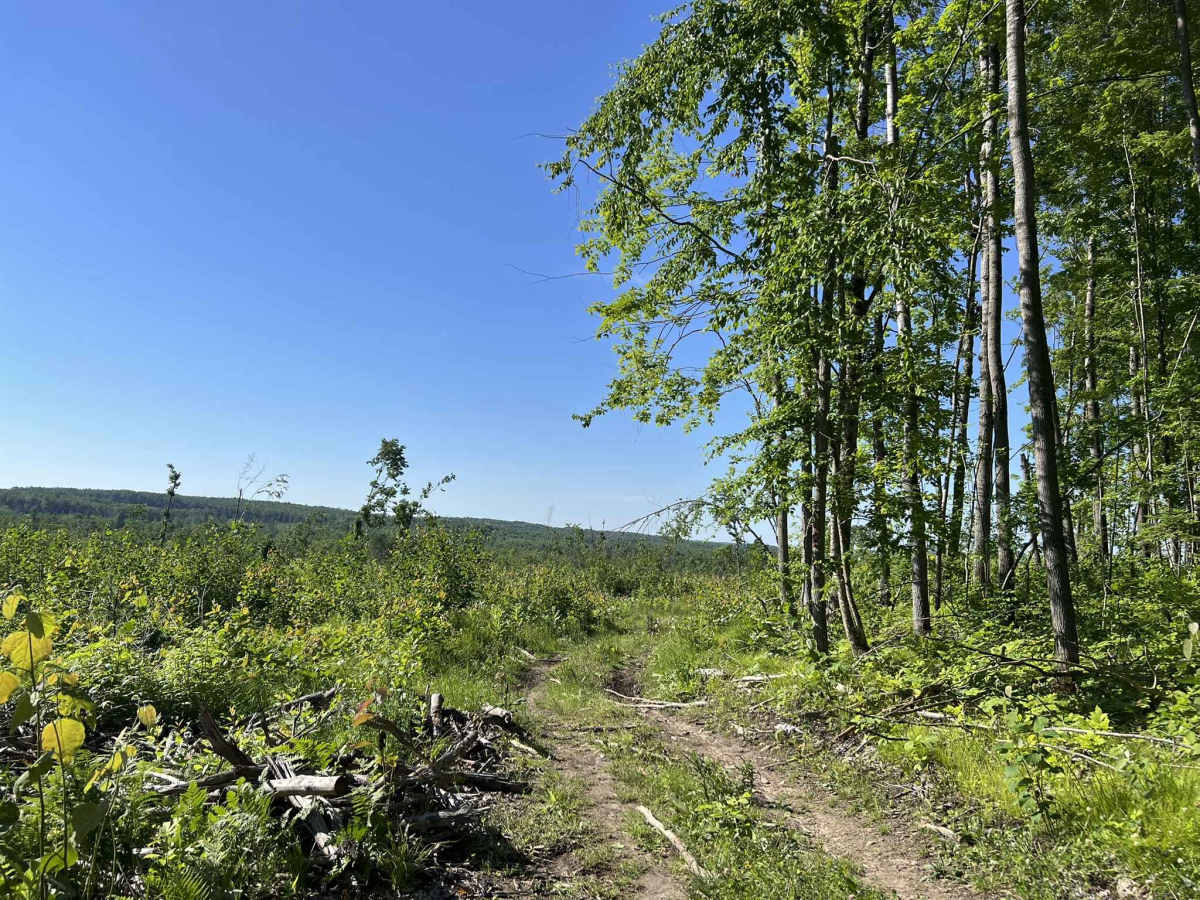 Forest County ATV/ SxS Loop 2 Bypass  photo 4