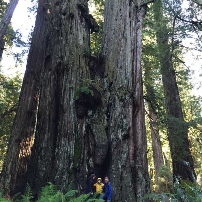 Near Cathedral Trees Trail