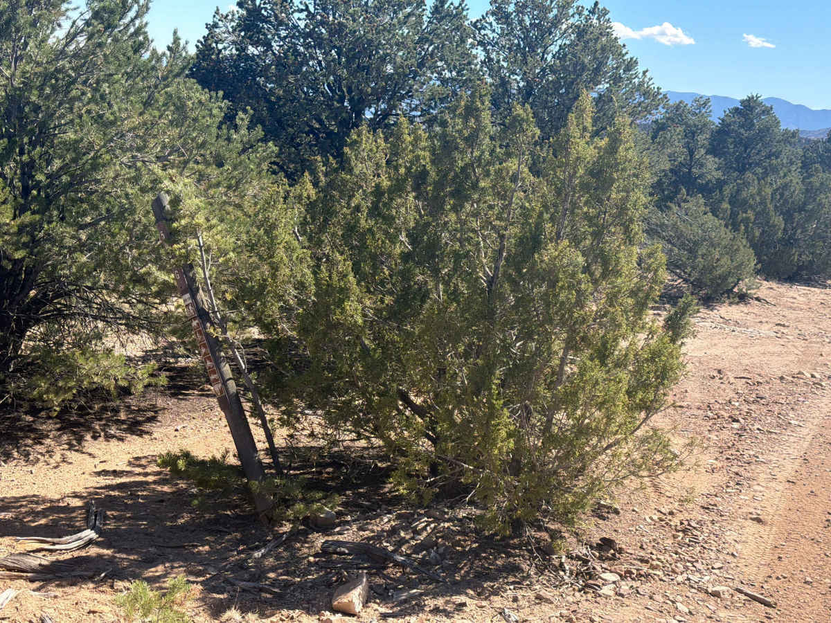 BLM 5830G photo 2