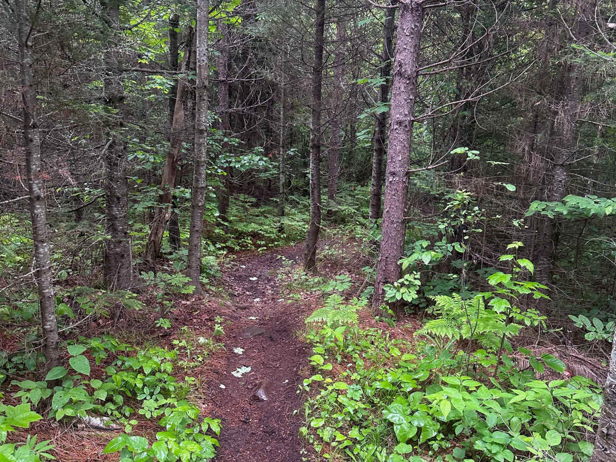 Alger Grade - Trail 8 photo 6