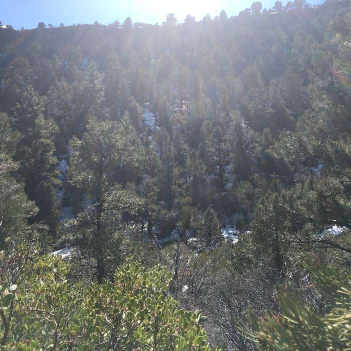 Near Fletcher Canyon Trail