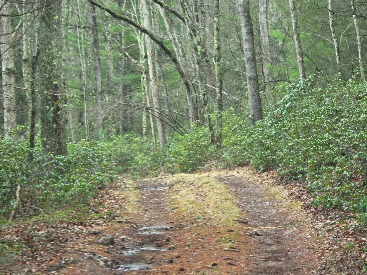 Tea Knob Trail photo 2