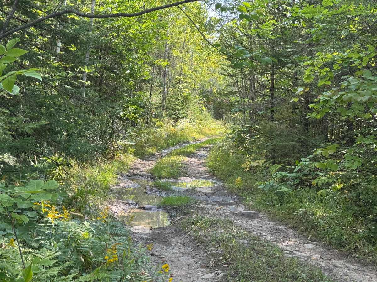 Frog Trail trail photo