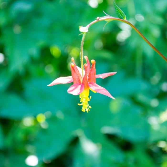 Near Horsepasture Mountain Trail