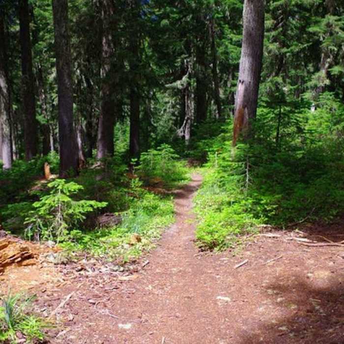 Near Zigzag Mountain Trail #775