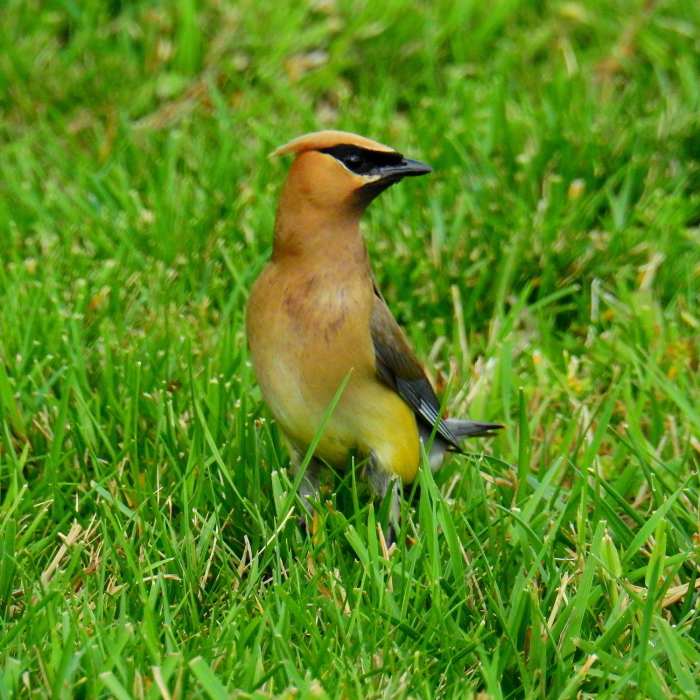 Near Des Plaines River Trail
