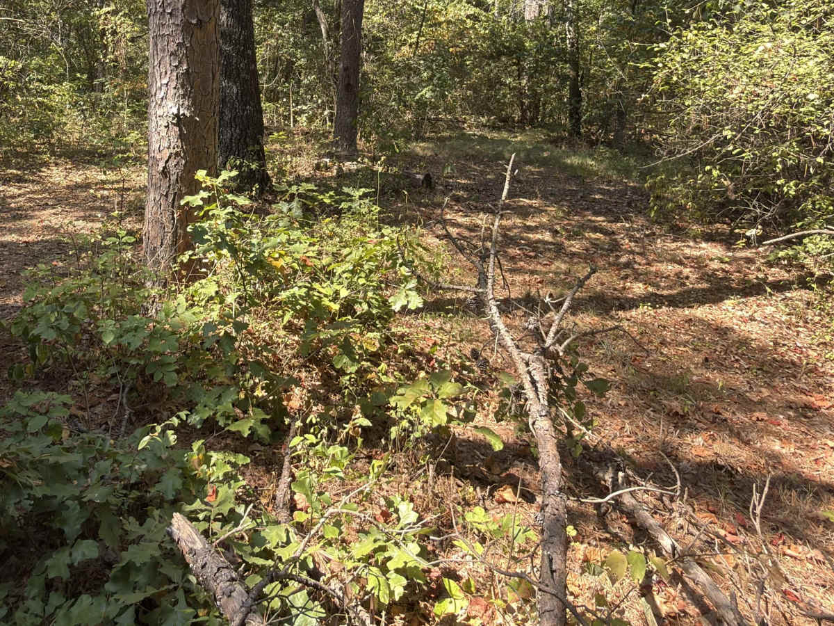 Beachler Ridge - FS 549 photo 3