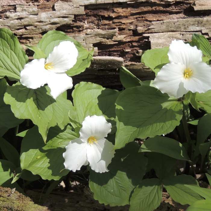 Near Heron Rookery Trail