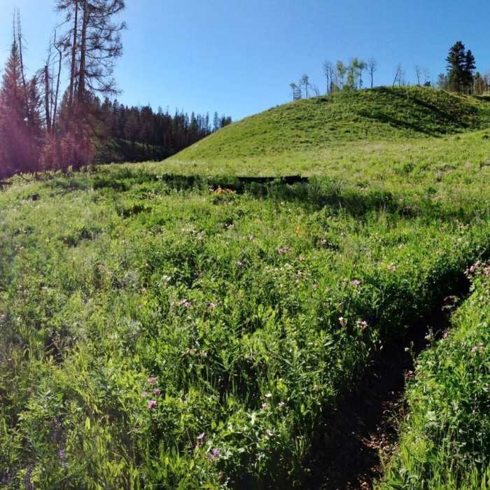 Near West Game Creek Trail #4026