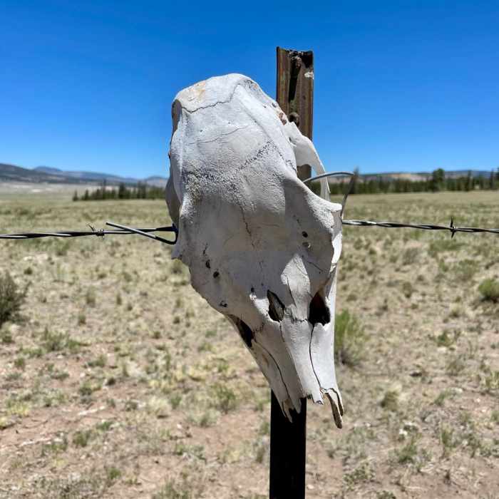 Near Colorado Trail Segment 18