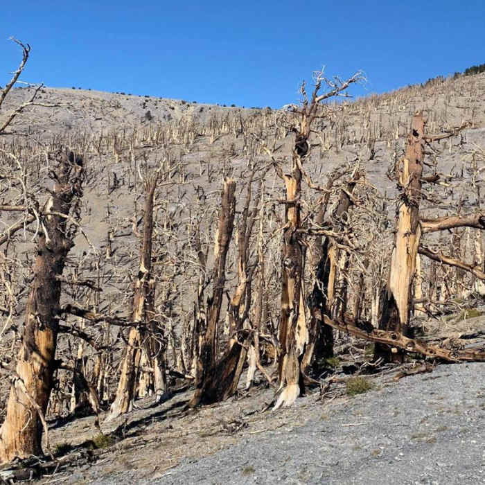 Near Mt. Charleston Full Loop