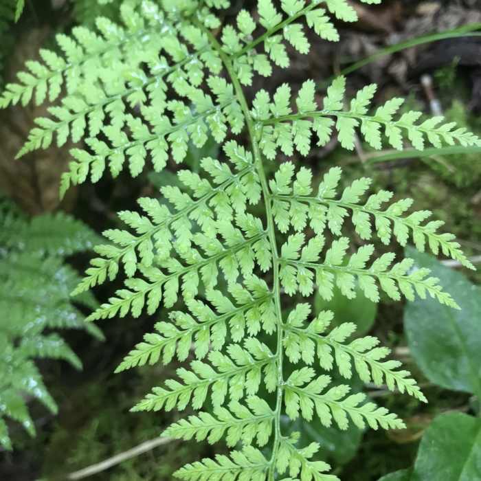 Ferns line this whole trail! Near Grassy Ridge Mine Overlook (MST Section)
