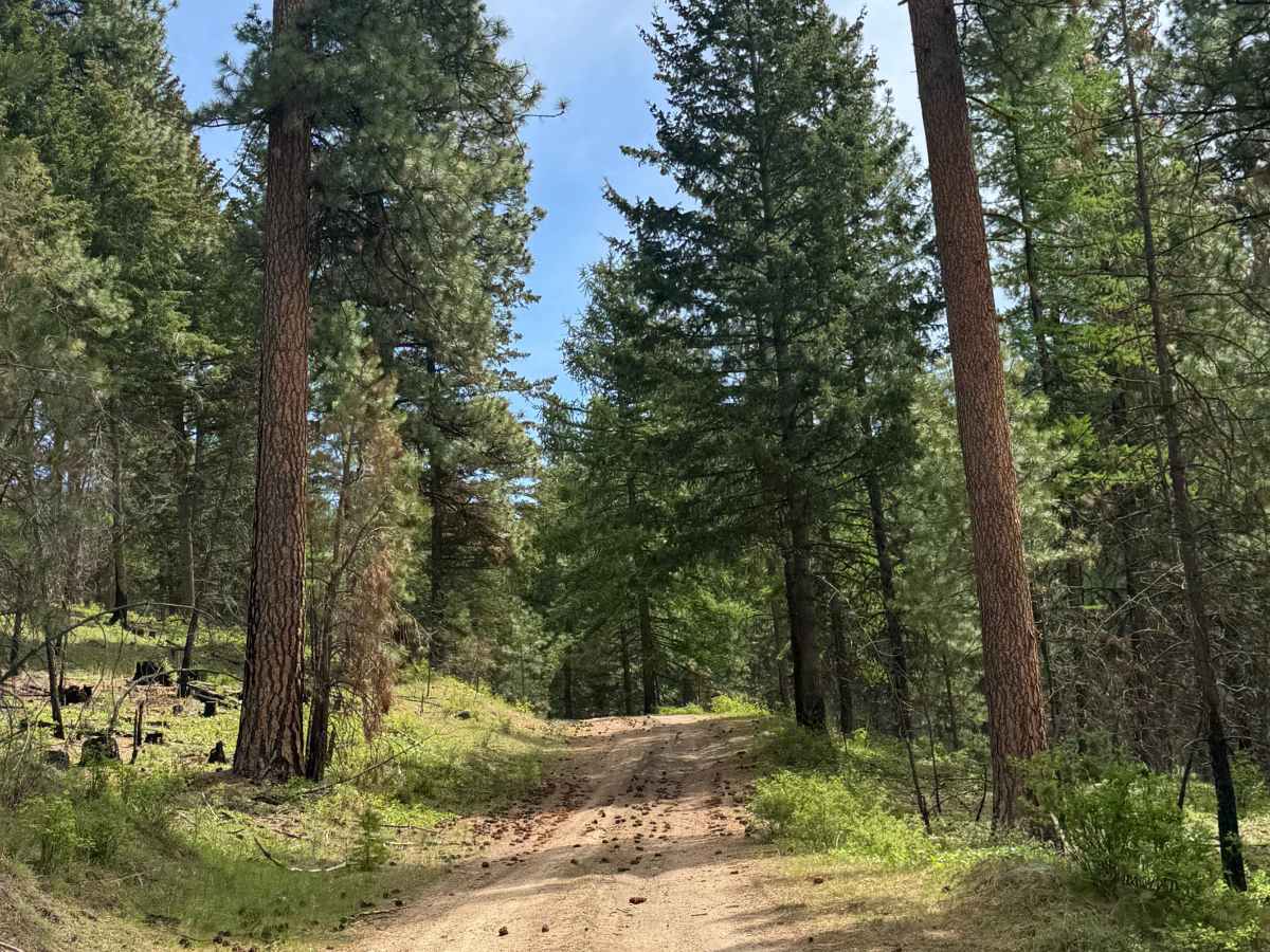 Sherman Creek Trailhead Road photo 6
