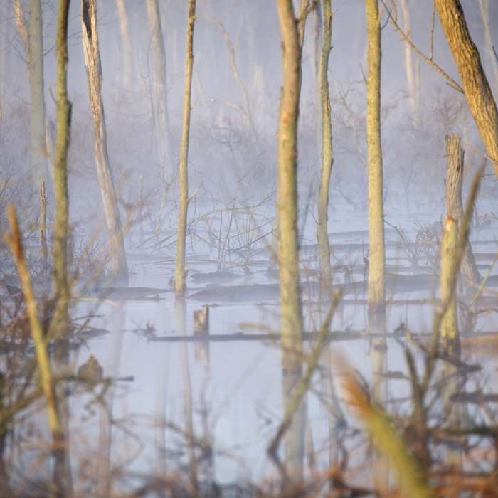 Early sun burning off the morning fog on the Great Marsh. Near Great Marsh Trail