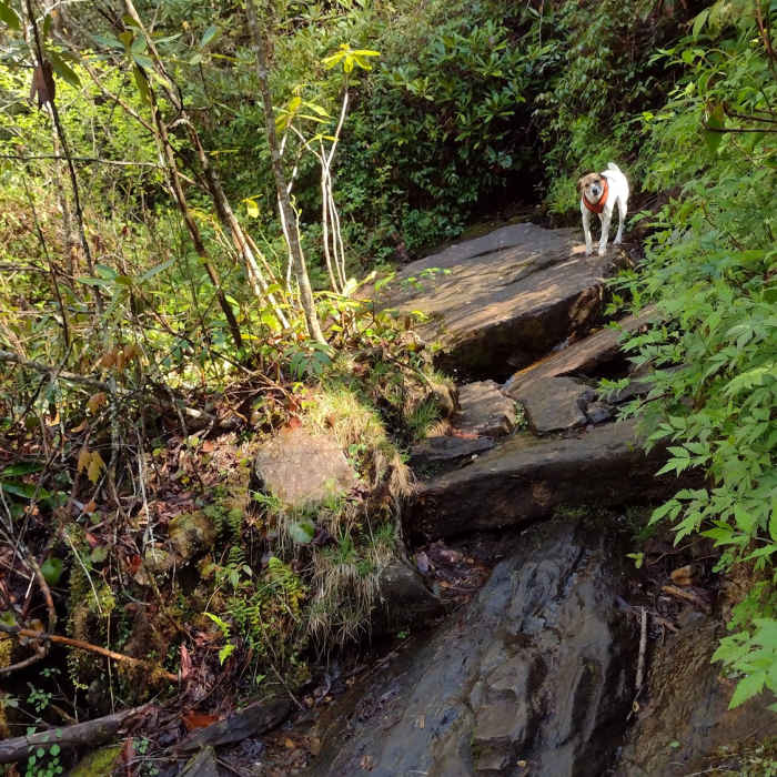 Near Fish Hatchery to Ellicott Rock Loop