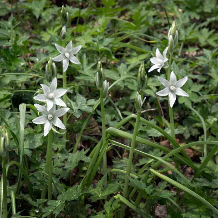 Near Shenks Ferry Wildflower Preserve Trail