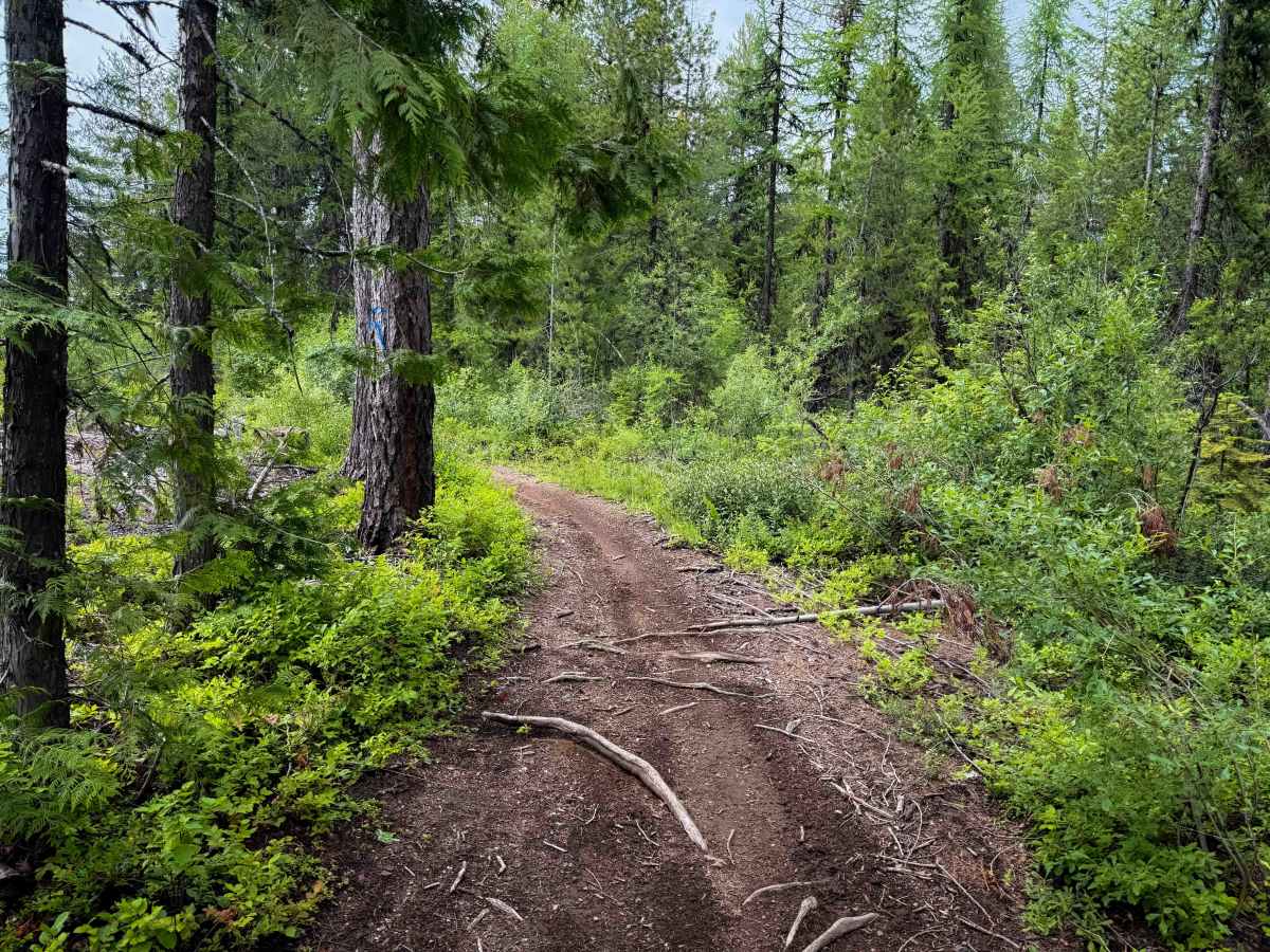 142 (ATV)   trail photo