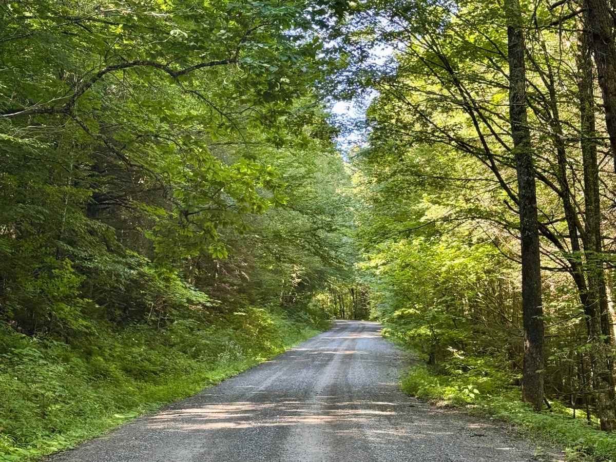 Bear Run Road - FS 223 photo 3